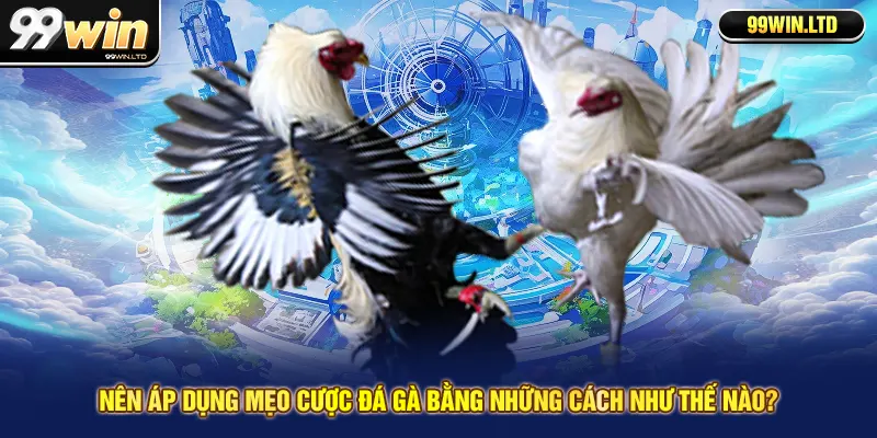 Nên áp dụng mẹo cược đá gà bằng những cách như thế nào?